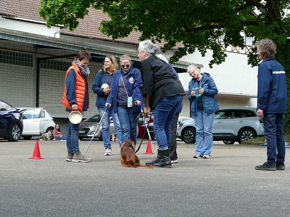 Das Bild zeigt eine Gruppe von Therapiehundeteams bei der Prüfung